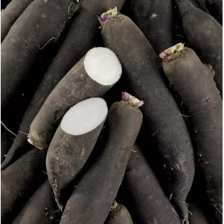 Radis Noir (pièce) - Ferme urbaine aquaponique à Bordeaux