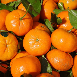 Clémentines bio de Corse (1kg) - Ferme urbaine aquaponique à Bordeaux