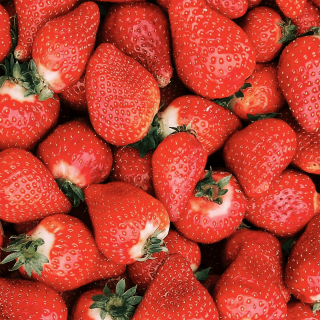 Fraises Gariguette (unité 250g) - Ferme urbaine aquaponique à Bordeaux