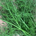 Aneth plante vivante (pièce)