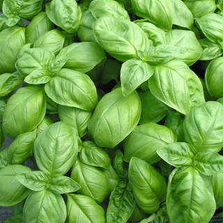 Basilic Vert (botte 100g) - Ferme urbaine aquaponique à Bordeaux