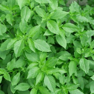 Basilic Citron (botte 100g) - Ferme urbaine aquaponique à Bordeaux