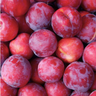Prunes rouges (500g) - Ferme urbaine aquaponique à Bordeaux