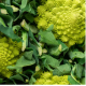 Chou romanesco (unité)