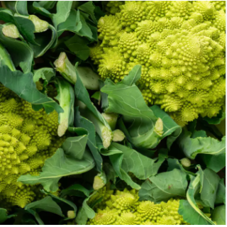 Chou romanesco (unité) - Ferme urbaine aquaponique à Bordeaux