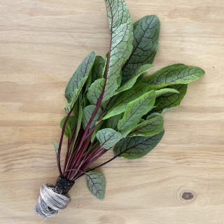 Oseille Sanguine plante vivante (pièce) - Ferme urbaine aquaponique à Bordeaux