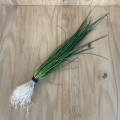 Ciboulette plante vivante (pièce)