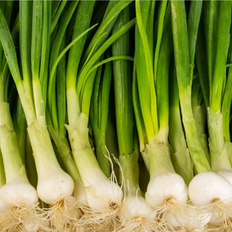 Oignons blanc (botte)