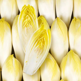 Endives (500 g) - Ferme urbaine aquaponique à Bordeaux
