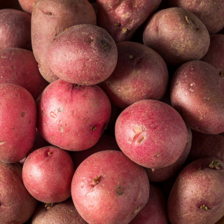 Pommes de terre rouges (1kg) - Ferme urbaine aquaponique à Bordeaux