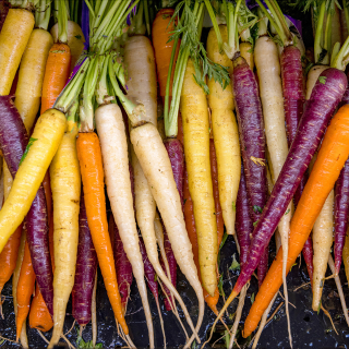 Carottes multicolores (500g) - Ferme urbaine aquaponique à Bordeaux