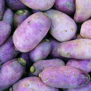 Radis blue meat (500g) - Ferme urbaine aquaponique à Bordeaux