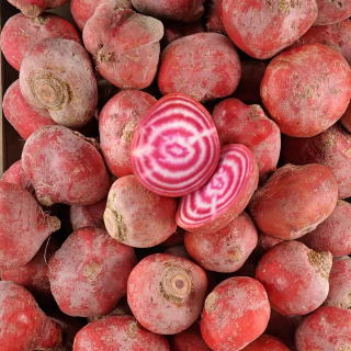 Betteraves Chioggia (500g) - Ferme urbaine aquaponique à Bordeaux