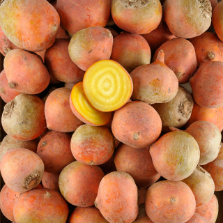 Betteraves jaunes (500g) - Ferme urbaine aquaponique à Bordeaux