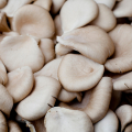 Pleurotes (300g)