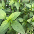 Basilic thai plante vivante (pièce)