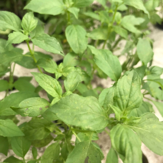 Basilic Citron plante vivante (pièce) - Ferme urbaine aquaponique à Bordeaux
