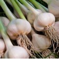 Ail frais (250g)