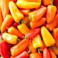Mini-poivrons (500g)