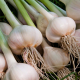 Ail frais (250g)