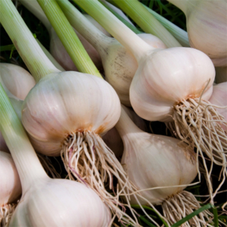 Ail frais (250g) - Ferme urbaine aquaponique à Bordeaux