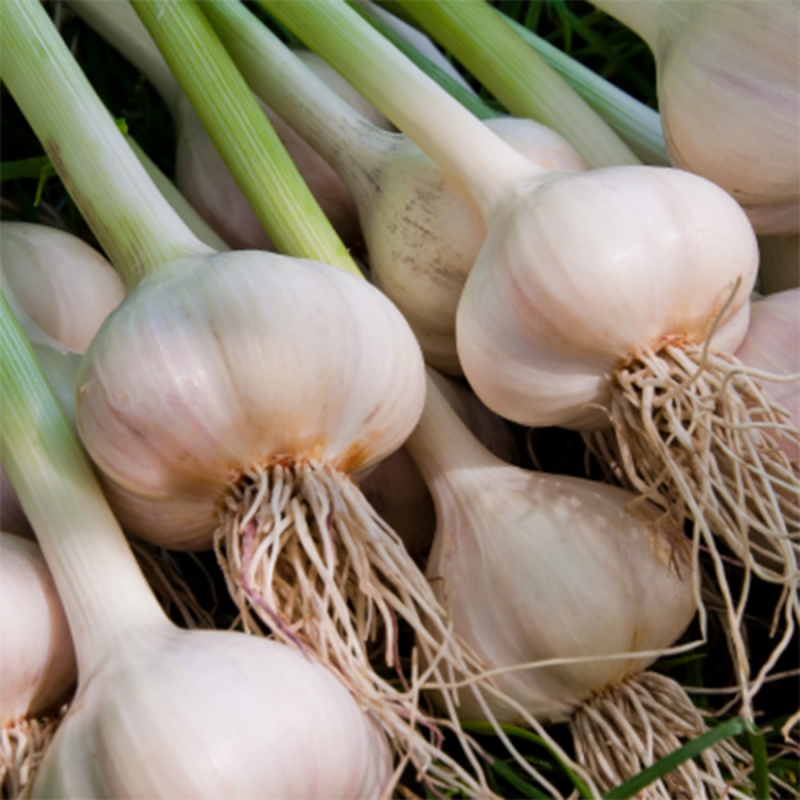 Ail frais (250g)