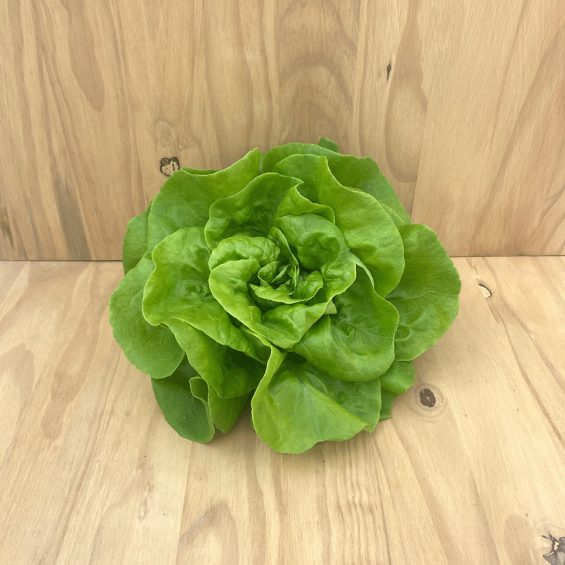 Laitue Pommée Verte plante vivante (pièce)