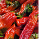 Poivrons tricolores allongés (500g)