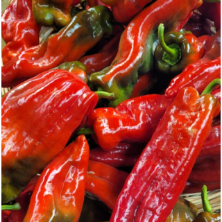 Poivrons tricolores allongés (500g) - Ferme urbaine aquaponique à Bordeaux