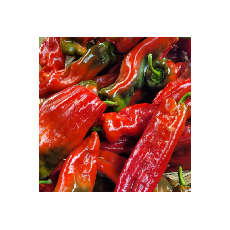 Poivrons tricolores allongés (500g)