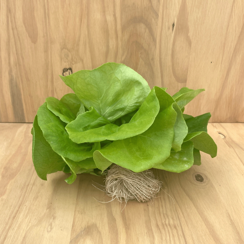 Laitue Pommée Verte plante vivante (pièce)