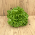 Laitue Batavia Verte plante vivante (pièce)