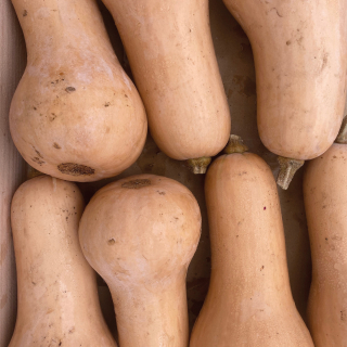 Butternut (unité) - Ferme urbaine aquaponique à Bordeaux