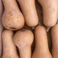 Butternut (unité)