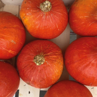 Potimarron (unité) - Ferme urbaine aquaponique à Bordeaux