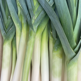 Poireaux (1kg) - Ferme urbaine aquaponique à Bordeaux