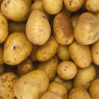 Pommes de terre  (1kg) - Ferme urbaine aquaponique à Bordeaux