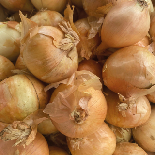 Oignons jaunes (1kg) - Ferme urbaine aquaponique à Bordeaux