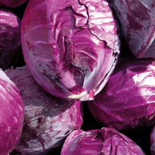 Chou rouge (unité) - Ferme urbaine aquaponique à Bordeaux