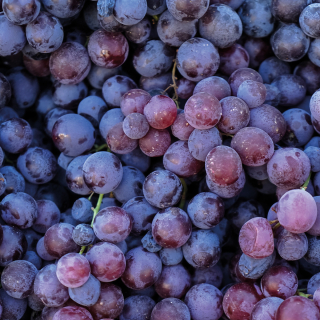 Raisins noirs (500g) - Ferme urbaine aquaponique à Bordeaux