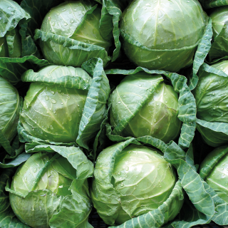 Chou blanc (unité) - Ferme urbaine aquaponique à Bordeaux