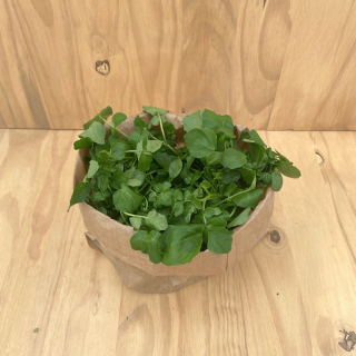 Cresson (sachet 200g) - Ferme urbaine aquaponique à Bordeaux