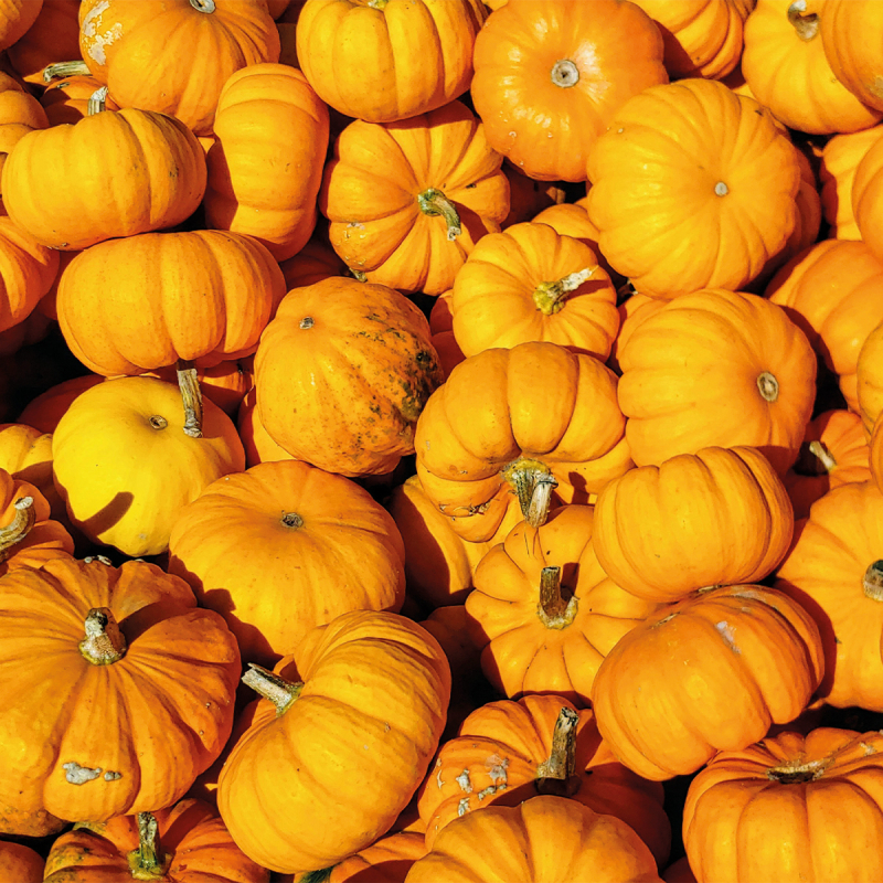 Courge Jack Be Little (2 pièces)