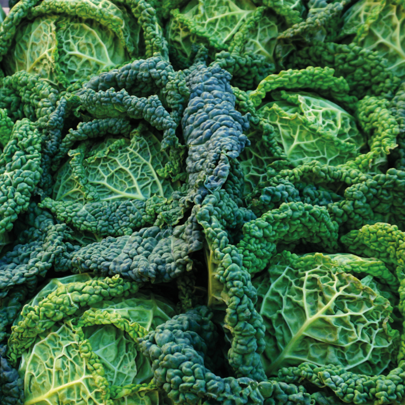Chou vert frisé (pièce)