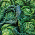 Chou vert frisé (unité)
