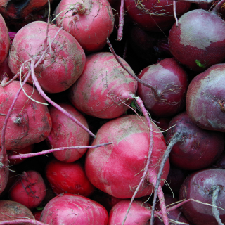 Betteraves (1kg) - Ferme urbaine aquaponique à Bordeaux