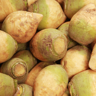 Rutabaga (500g) - Ferme urbaine aquaponique à Bordeaux