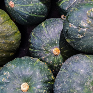 Courge shiatsu (unité) - Ferme urbaine aquaponique à Bordeaux