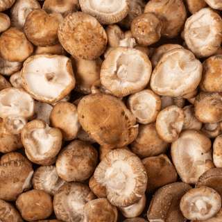 Shiitake (300g) - Ferme urbaine aquaponique à Bordeaux