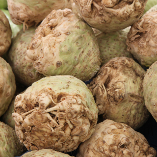 Céleri rave (1 pièce) - Ferme urbaine aquaponique à Bordeaux